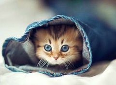 �����ں���˵˵��������ľ���������������ķ羰