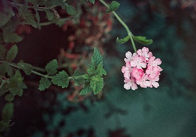 С����˵˵ͼƬ��ȫ13