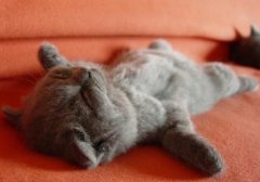 ����QQ˵˵�����ܳɼ�����ҲҪЦ�Ĳ��ã������һ��ѧ��������