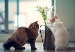 ��Ц˵˵��ͼƬ���±�����Ҫ����У�˭�۸����Ҿ���˭��������