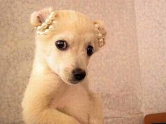 ��Ȥ��QQ˵˵��ȫ��˧�и�ƨ�ã���ͷ��������