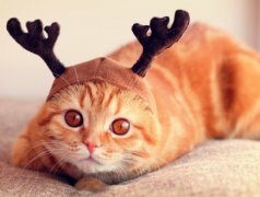��Ц˵˵��ȫ���������ڳ����أ���üë����ι�